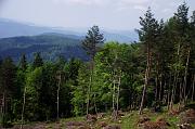 ROSTE DRZEWADSCF4090